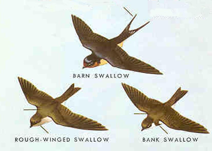 bankswallow1.jpg